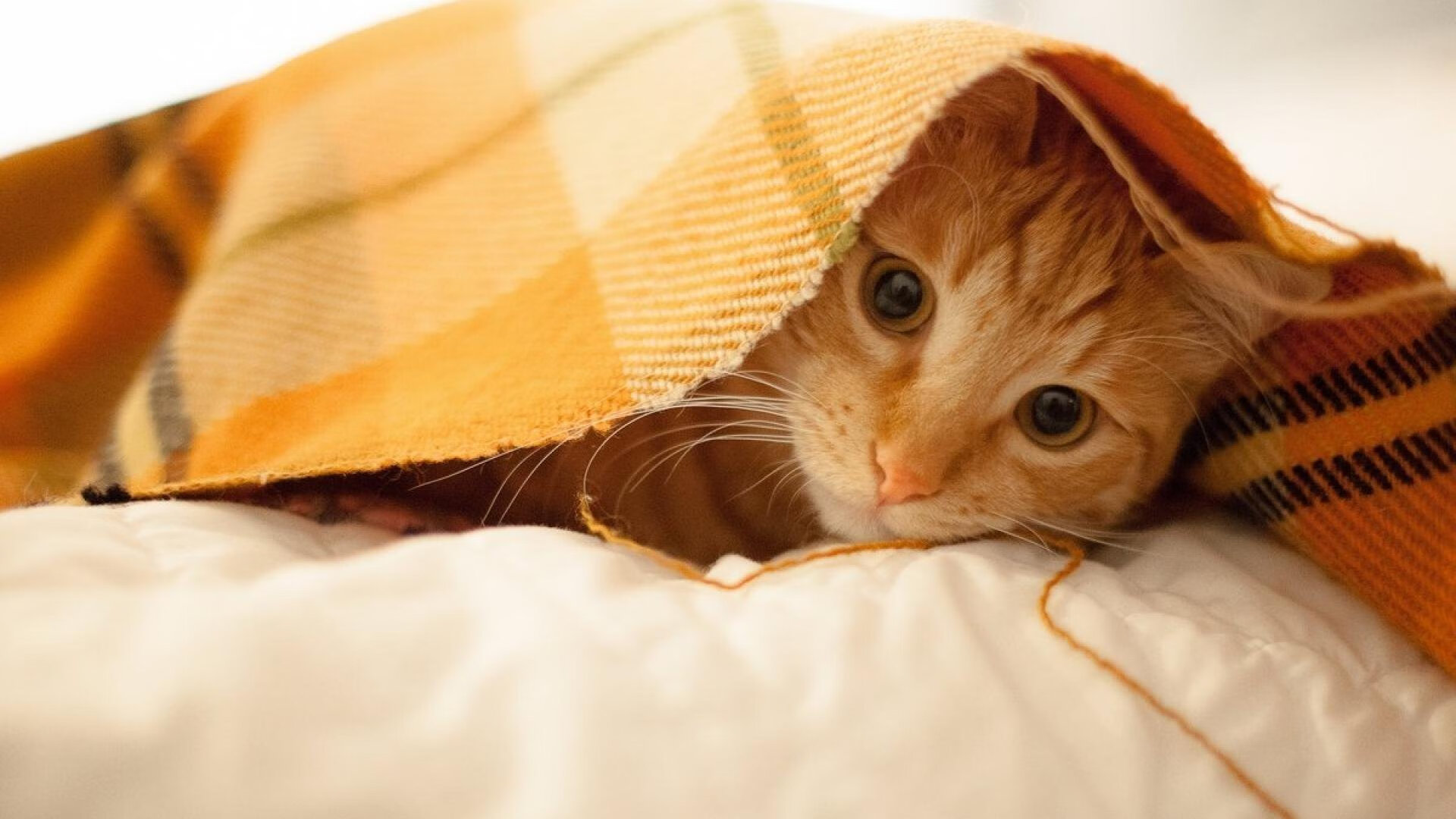 全国高山越野赛选手挑战极限天气,2021崀山越野赛