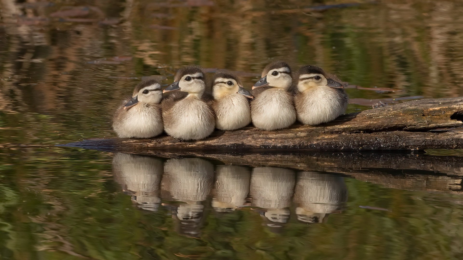 爱游戏娱乐-中国三人女篮注重技术训练，中国三人女篮什么意思