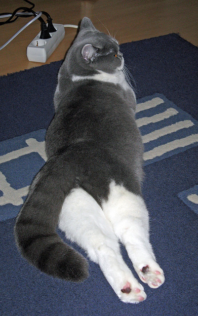 爱游戏官方网站-仰泳后程发力更加强劲，仰泳结束怎么站起来