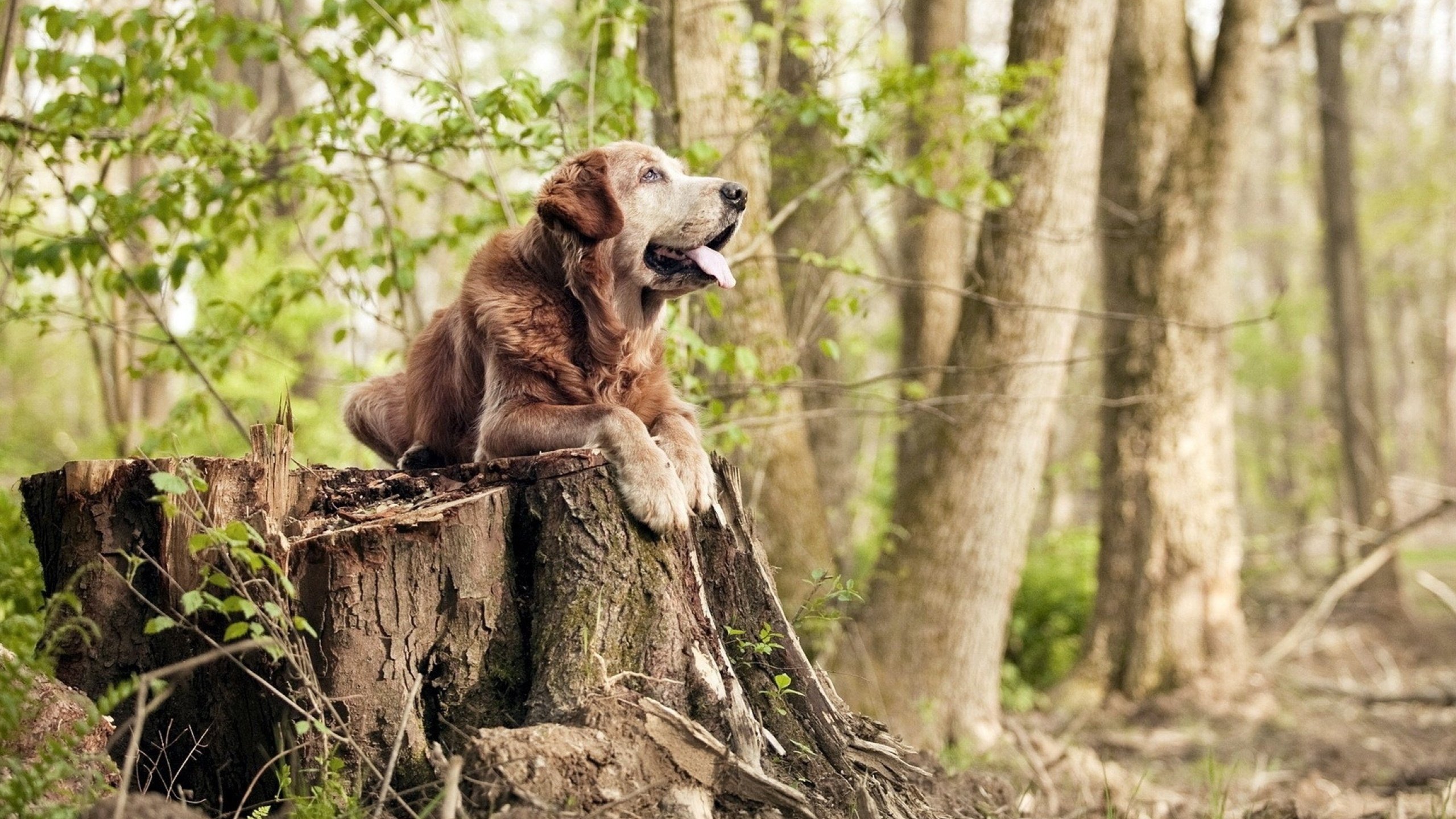 基层足球赛事组织混乱,足球竞赛组织