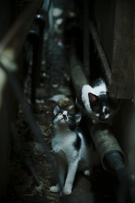 投篮节奏控制对出手稳定性的影响，投篮速度慢调整时间长