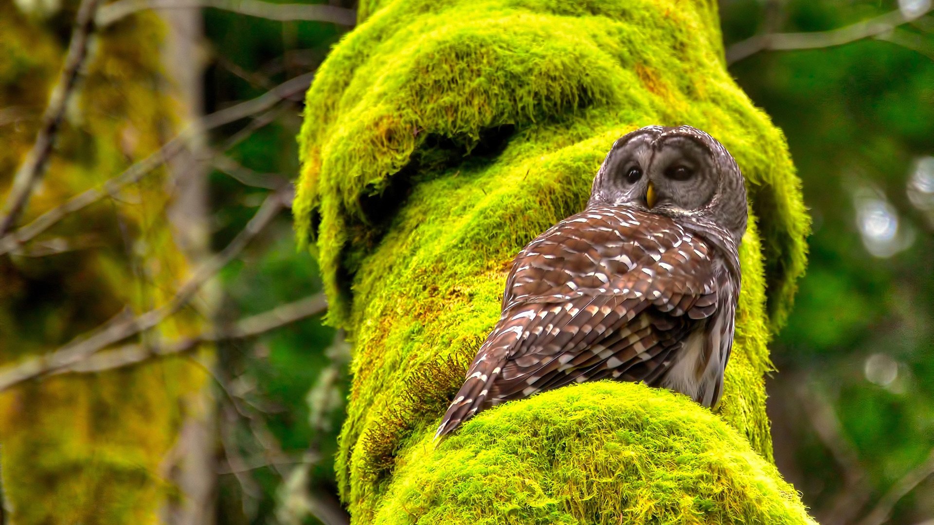 爱游戏体育官方网站-瓦伦西亚主打防守反击抢得关键三分，瓦伦西亚首发