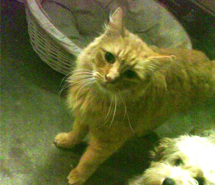 瓦伦西亚主打防守反击抢得关键三分,瓦伦西亚首发