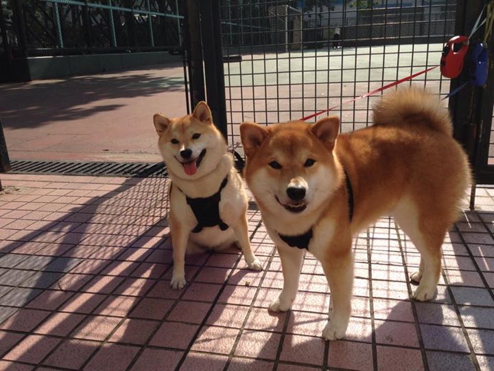 转身效率提升:中国进步显著,转身技术