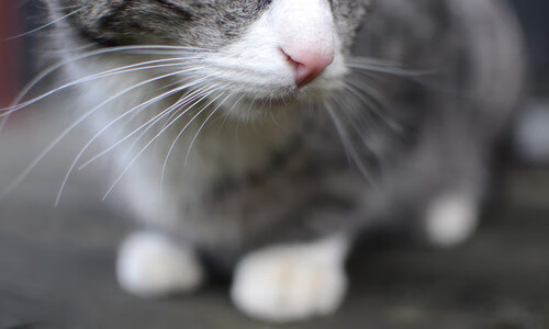 爱游戏-塞尔·拉恩：全黑队外线的“闪电翼锋”，让对手防线陷入困境