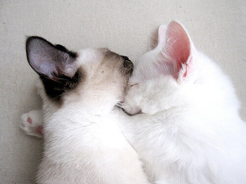 尼尔·巴特尔与队友默契配合，共同筑起袋鼠队坚实防线，尼尔巴特莱特