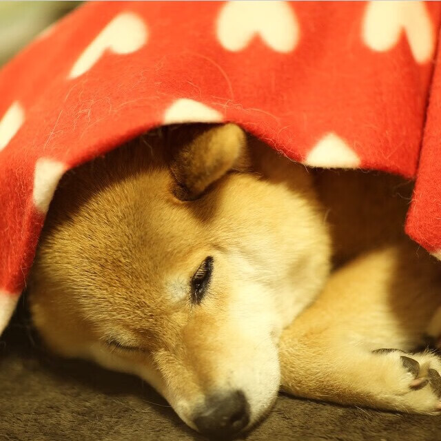 斯洛伐克男篮在欧洲大赛中奋力拼搏，志在争夺冠军荣誉，奥运会斯洛伐克男篮