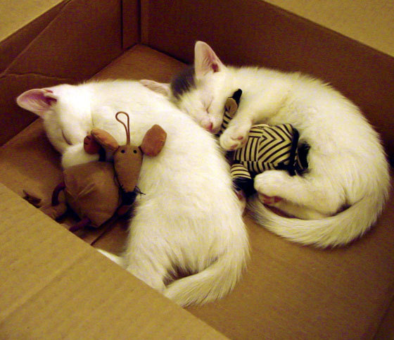 特斯·冯·迪克:通过巧妙的配合和无懈可击的视野,提升南非队进攻效率